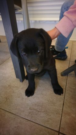 Reinrassige Labrador zu verkaufen