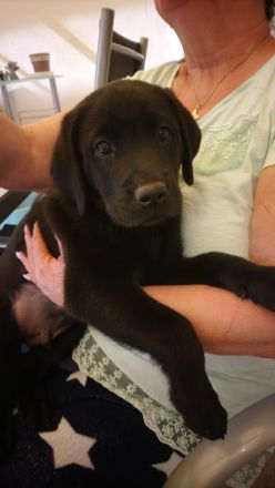 Reinrassige Labrador zu verkaufen