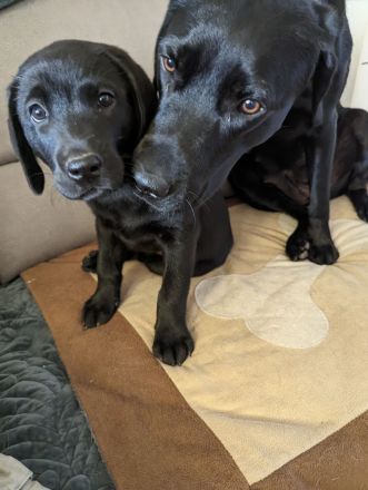 Reinrassige Labrador zu verkaufen