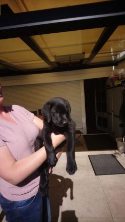 Reinrassige Labrador zu verkaufen