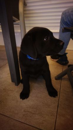 Reinrassige Labrador zu verkaufen