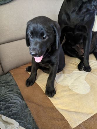 Reinrassige Labrador zu verkaufen