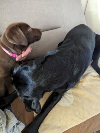 Reinrassige Labrador zu verkaufen