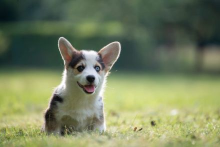 Zucker Süße Welpen Welsh Corgi Pembroke