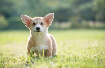 Zucker Süße Welpen Welsh Corgi Pembroke