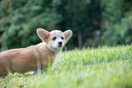 Zucker Süße Welpen Welsh Corgi Pembroke
