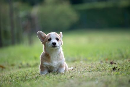 Zucker Süße Welpen Welsh Corgi Pembroke