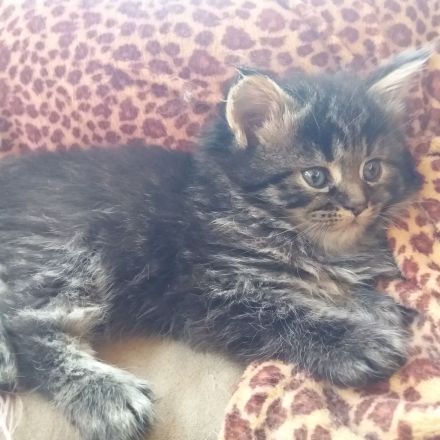 Maine Coon Prinzessin!!