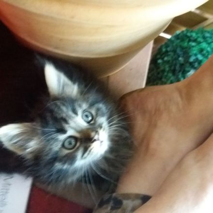 Maine Coon Prinzessin!!