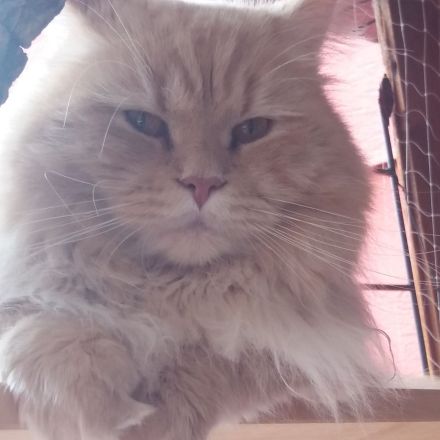 Maine Coon Prinzessin!!