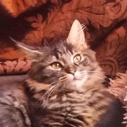 Maine Coon Prinzessin!!