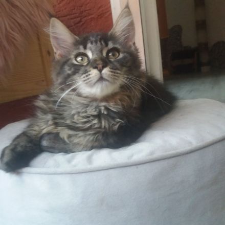 Maine Coon Prinzessin!!