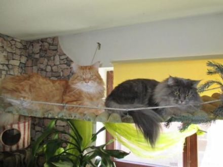 Maine Coon Prinzessin!!