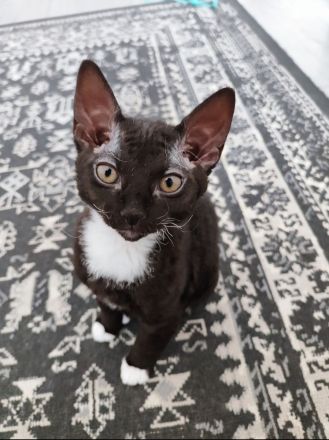 Europäische Kurzhaar Sphinx Mix