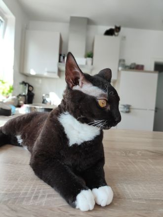 Europäische Kurzhaar Sphinx Mix