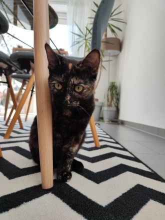 Europäische Kurzhaar Sphinx Mix