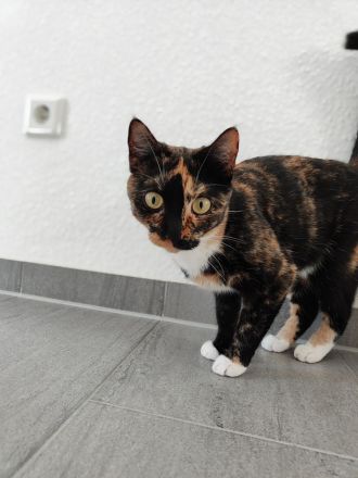 Europäische Kurzhaar Sphinx Mix