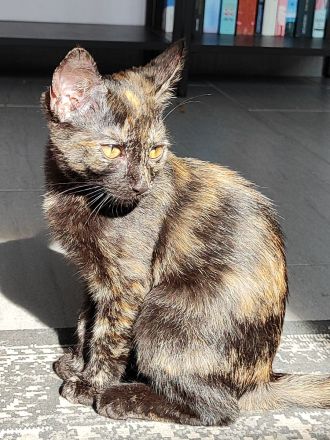 Europäische Kurzhaar Sphinx Mix