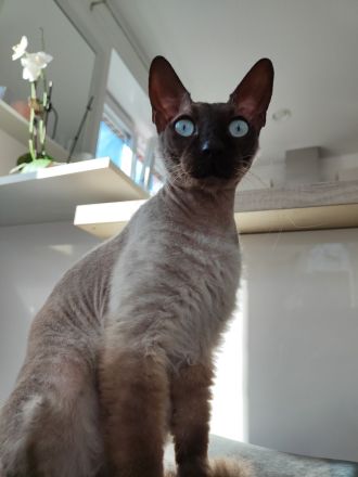 Europäische Kurzhaar Sphinx Mix