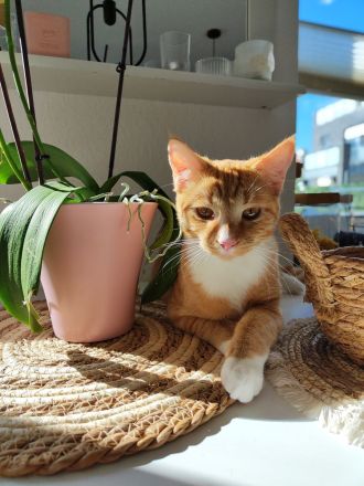 Europäische Kurzhaar Sphinx Mix