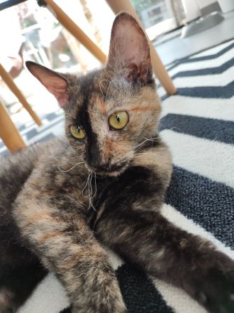 Europäische Kurzhaar Sphinx Mix