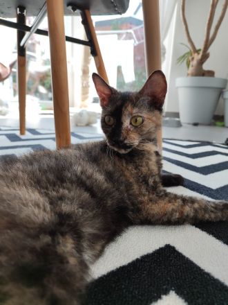 Europäische Kurzhaar Sphinx Mix