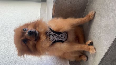 Pomeranian Sucht dringend neues zuhause