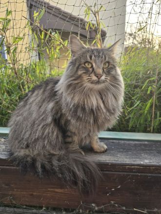 von Odin's rike