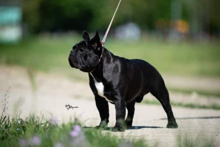 Top French Bulldog