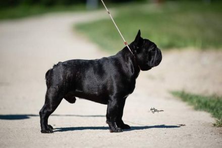 Top French Bulldog