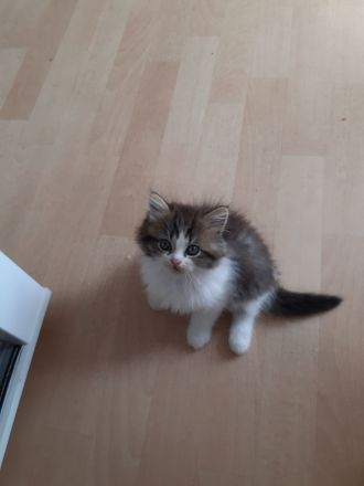 Babys suchen Traumschloß ❣