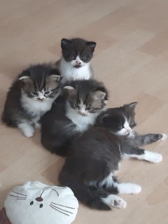 Babys suchen Traumschloß ❣