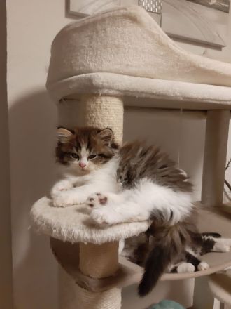 Babys suchen Traumschloß ❣