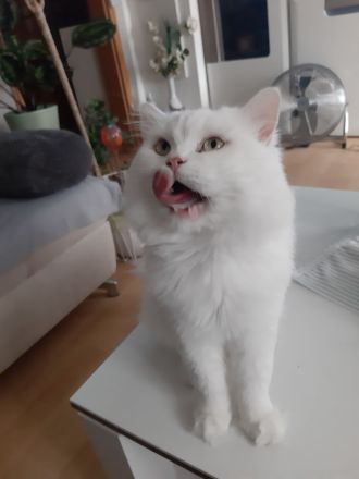 Babys suchen Traumschloß ❣