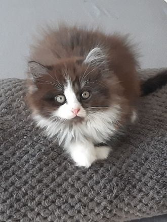 Babys suchen Traumschloß ❣