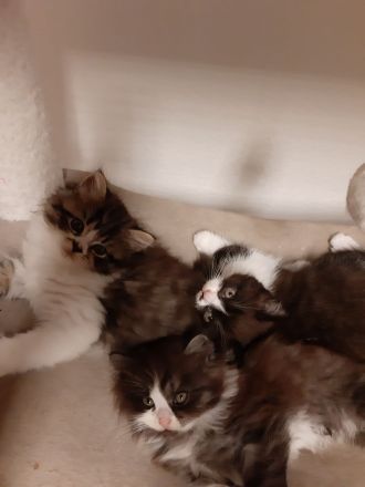 Babys suchen Traumschloß ❣