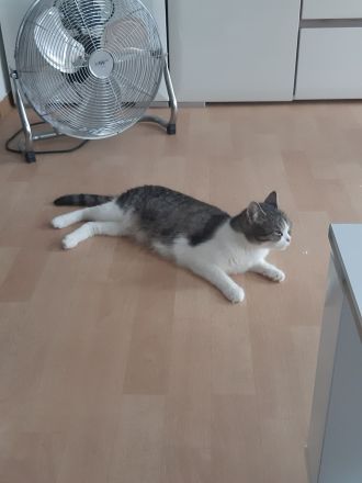 Babys suchen Traumschloß ❣