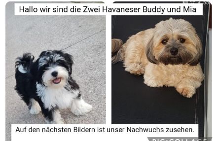 Bildschöne Havaneser Welpen dürfen jetzt ausziehen und die Welt erkunden