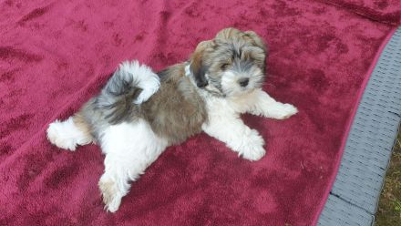 Bildschöne Havaneser Welpen dürfen jetzt ausziehen und die Welt erkunden