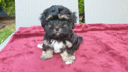 Bildschöne Havaneser Welpen dürfen jetzt ausziehen und die Welt erkunden