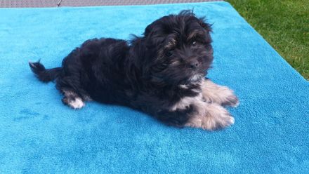 Bildschöne Havaneser Welpen dürfen jetzt ausziehen und die Welt erkunden