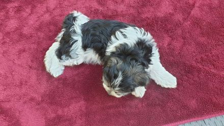 Bildschöne Havaneser Welpen dürfen jetzt ausziehen und die Welt erkunden