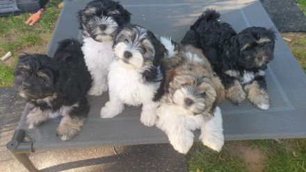 Bildschöne Havaneser Welpen dürfen jetzt ausziehen und die Welt erkunden