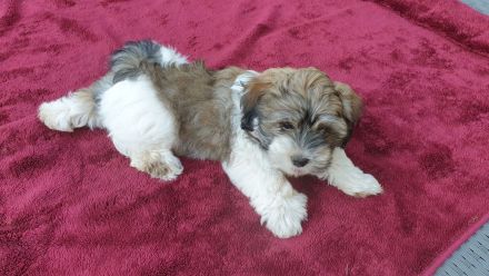 Bildschöne Havaneser Welpen dürfen jetzt ausziehen und die Welt erkunden