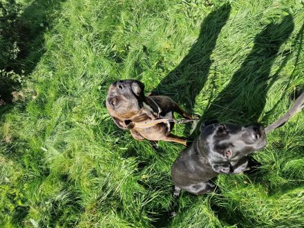 Labrador- und Dogo Canariomischling