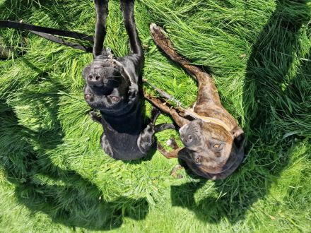 Labrador- und Dogo Canariomischling