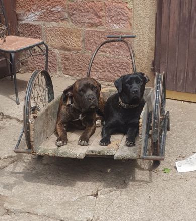 Labrador- und Dogo Canariomischling