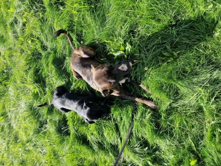 Labrador- und Dogo Canariomischling