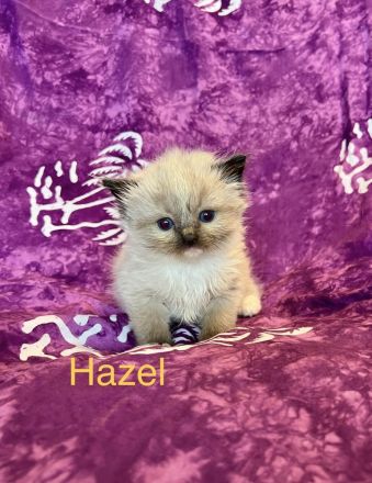 Classic Ragdoll-Kitten aus seriöser Zucht