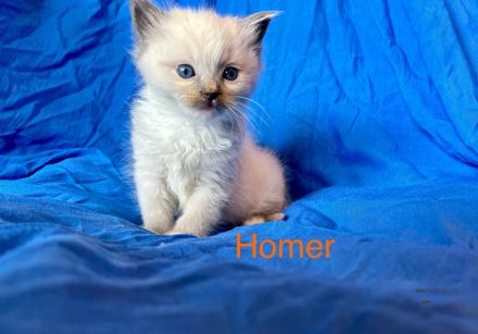 Classic Ragdoll-Kitten aus seriöser Zucht